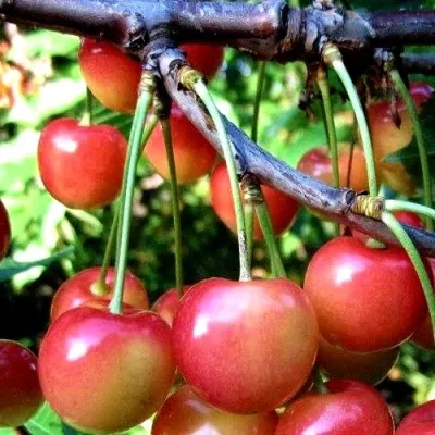 Черешня ГАСТИНЕЦ — описание сорта Черешня ГАСТИНЕЦ в Астрахани