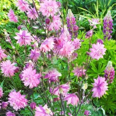 Аквилегия БАРЛОУ ПИНК гибрид МакКаны — описание сорта Аквилегия БАРЛОУ ПИНК гибрид МакКаны в Астрахани