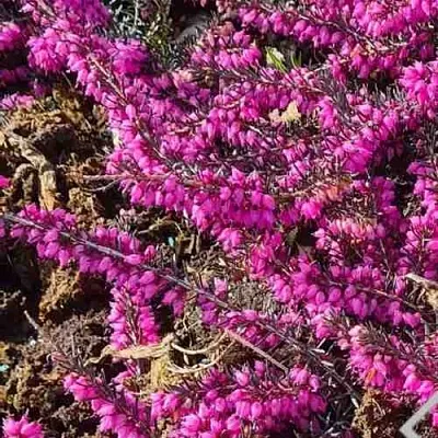 ЭРИКА "АЛЬПИЙСКИЙ ВЕРЕСК" (зимующая) сорт АТРОРУБРА  ЭРИКА "АЛЬПИЙСКИЙ ВЕРЕСК" (зимующая) сорт АТРОРУБРА в Астрахани