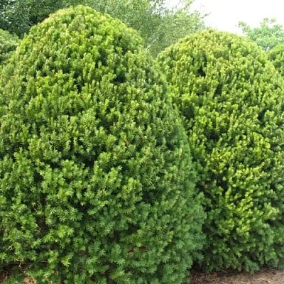 Тис  Тис в Астрахани