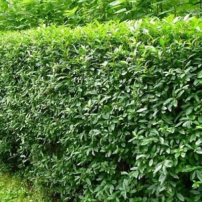 Бирючина обыкновенная  Бирючина обыкновенная в Астрахани