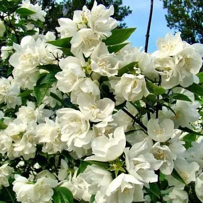 Жасмин ДЕНИСКИНЫ РАССКАЗЫ  Жасмин ДЕНИСКИНЫ РАССКАЗЫ в Астрахани