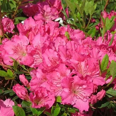 Азалия КИРСТИН японская  Азалия КИРСТИН японская в Астрахани