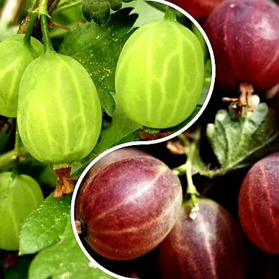 Комплект СКАЗКА в Астрахани