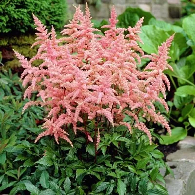 Астильба БРЕССИНГЕМ БЬЮТИ Арендса  Астильба БРЕССИНГЕМ БЬЮТИ Арендса в Астрахани