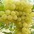 Виноград КИШМИШ ЗОЛОТЦЕ в Астрахани