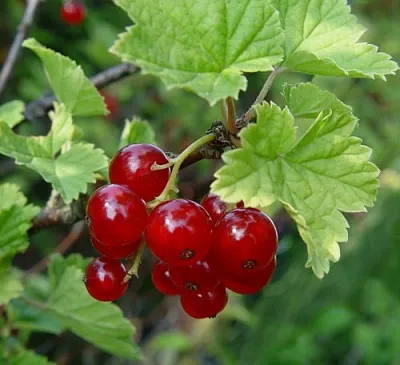 Смородина альпийская ШМИДТ  Смородина альпийская ШМИДТ в Астрахани