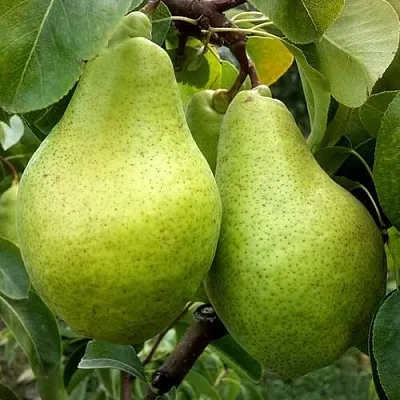 Груша НОЯБРЬСКАЯ ЗИМНЯЯ в Астрахани