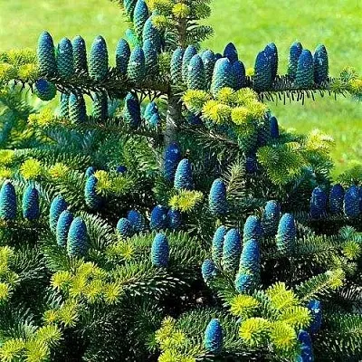 Пихта корейская   Пихта корейская  в Астрахани