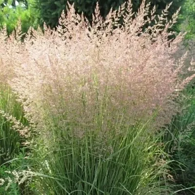 Вейник ОВЕРДАМ остроцветковый  Вейник ОВЕРДАМ остроцветковый в Астрахани