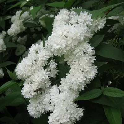 Дейция КАНДИДИССИМА шершавая в Астрахани