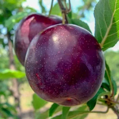 Слива АНЖЕЛИНО  Слива АНЖЕЛИНО в Астрахани