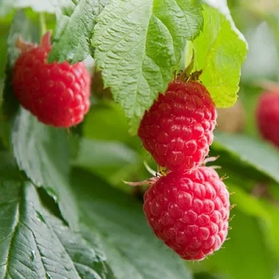 Малина МАРАВИЛЛА в Астрахани