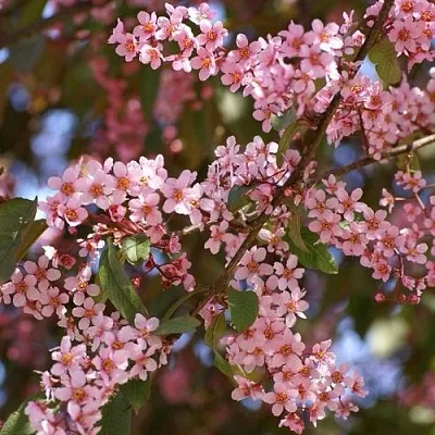 Черемуха КОЛОРАТА в Астрахани