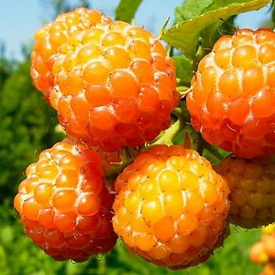 Жёлтая  Жёлтая в Астрахани