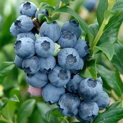 Голубика ХАРДИБЛЮ в Астрахани