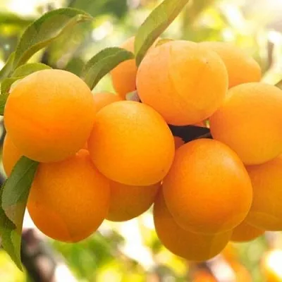 Слива МАРА в Астрахани