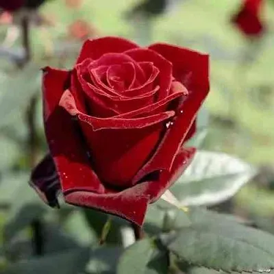 Саженцы роз ТАБУ чайно-гибридная в Астрахани