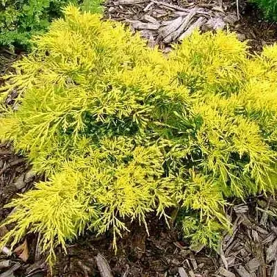 Можжевельник КИНГ ОФ СПРИНГ средний  Можжевельник КИНГ ОФ СПРИНГ средний в Астрахани