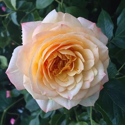 Саженцы роз АБЕЙ ДЕ СЕНТ-АМАН шраб  Саженцы роз АБЕЙ ДЕ СЕНТ-АМАН шраб в Астрахани