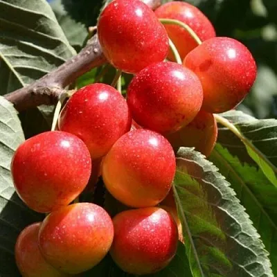 Черешня ГАСТИНЕЦ  Черешня ГАСТИНЕЦ в Астрахани