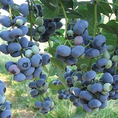 Голубика ЛИБЕРТИ в Астрахани