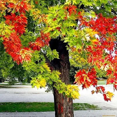 Клен в Астрахани