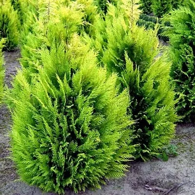 Кипарисовик ИВОНЕ лавсана  Кипарисовик ИВОНЕ лавсана в Астрахани