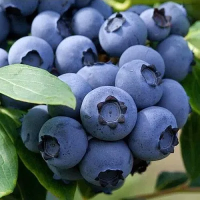 Голубика СПАРТАН в Астрахани