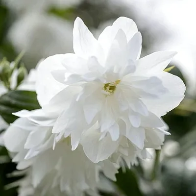 Жасмин МИНЕСОТА СНОУФЛЕЙК  Жасмин МИНЕСОТА СНОУФЛЕЙК в Астрахани