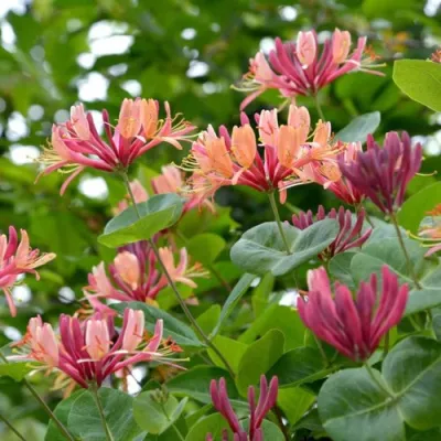 Жимолость ГЕКРОТА в Астрахани