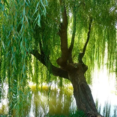 Ива в Астрахани