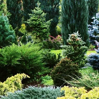 Хвойные растения в Астрахани