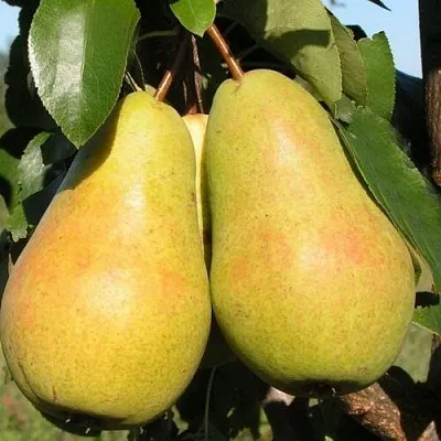 Груша ЧИЖОВСКАЯ в Астрахани