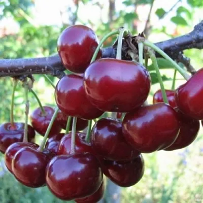 Вишня НОРД СТАР  Вишня НОРД СТАР в Астрахани