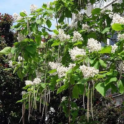 Катальпа в Астрахани