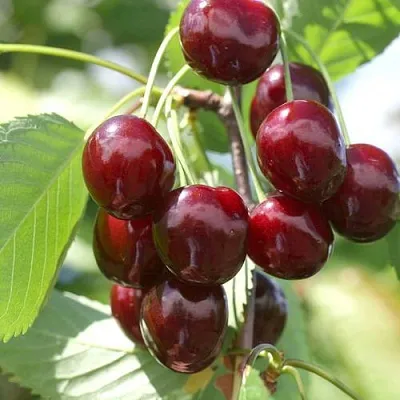 Черешня ОВСТУЖЕНКА  Черешня ОВСТУЖЕНКА в Астрахани