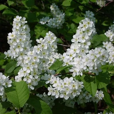 Черемуха ПАМЯТИ САЛАМАТОВА в Астрахани