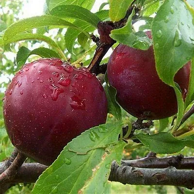 Слива КЛЕОПАТРА в Астрахани