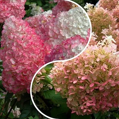 Комплект МАЛИНОВЫЙ ЗАКАТ в Астрахани