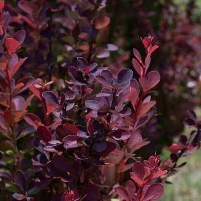 Барбарис ХЕЛМОНД ПИЛЛАР тунберга в Астрахани