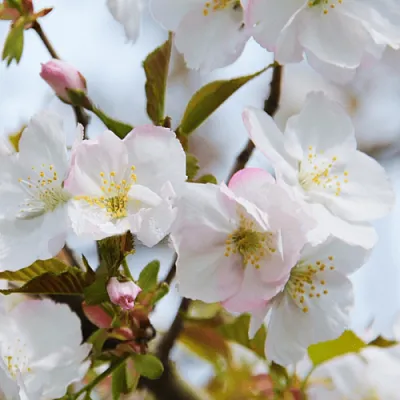 Вишня ОКАМЕ  Вишня ОКАМЕ в Астрахани
