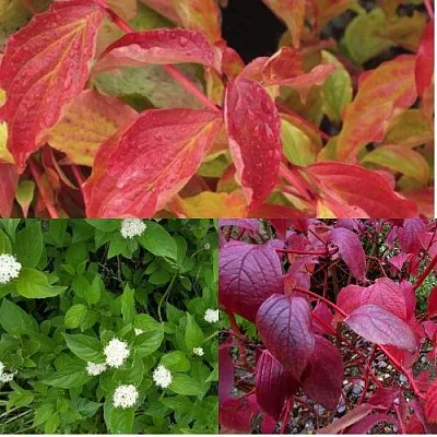 Комплект СЕВЕРНОЕ СИЯНИЕ в Астрахани