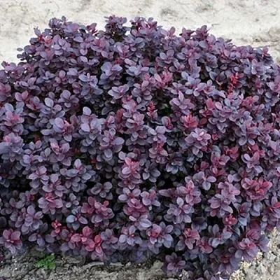 Барбарис КОНКОРД тунберга  Барбарис КОНКОРД тунберга в Астрахани