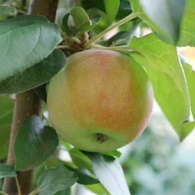 Яблоня ПОДСНЕЖНИК стелющаяся  Яблоня ПОДСНЕЖНИК стелющаяся в Астрахани