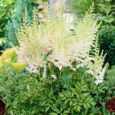 Астильба МИЛК ЭНД ХАНИ китайская  Астильба МИЛК ЭНД ХАНИ китайская в Астрахани