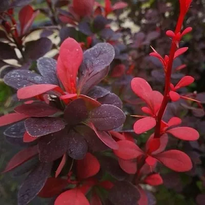 Барбарис РЕД ПИЛЛАР тунберга в Астрахани