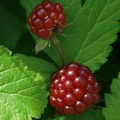 Княженика КЛОН  Княженика КЛОН в Астрахани