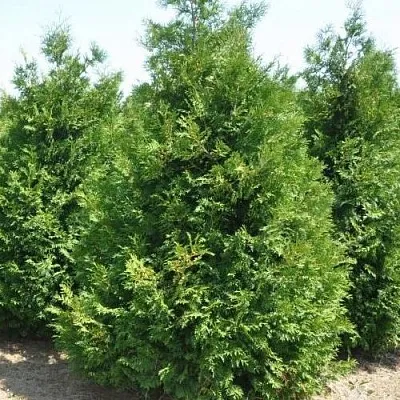 Туя ВАКСЕН западная  Туя ВАКСЕН западная в Астрахани