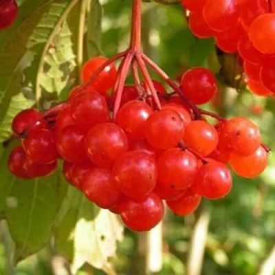 Калина ПАМЯТИ ВАЛЕНТИНЫ  Калина ПАМЯТИ ВАЛЕНТИНЫ в Астрахани